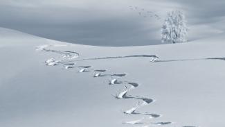 Traces de neige