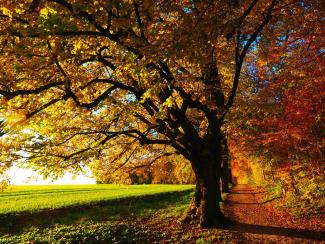 Chemin forestier aux couleurs automnales longeant un champ