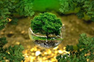 arbre dans une bulle de verre brisé sur fond végétal