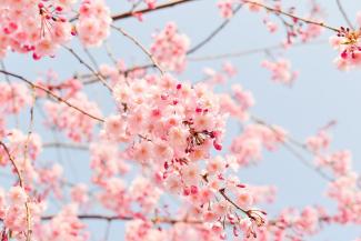 Fleurs de cerisier